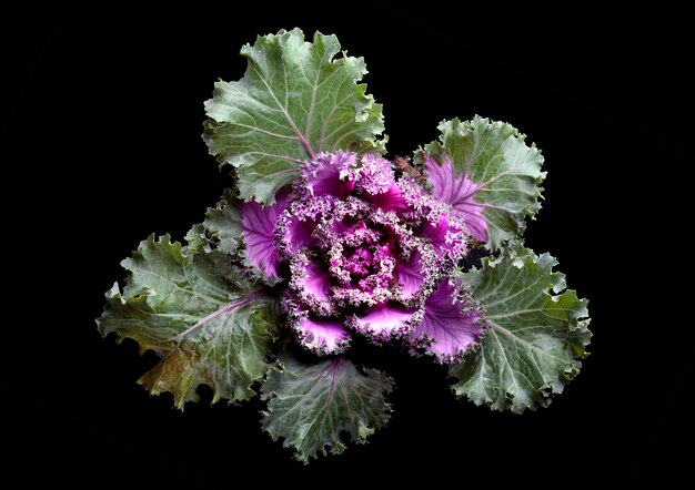 Cabbage isolated on black