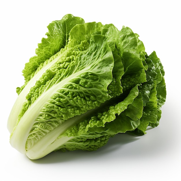 cabbage isolated on white background