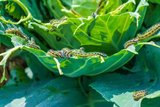 Cabbage leaf covered with caterpillar pest