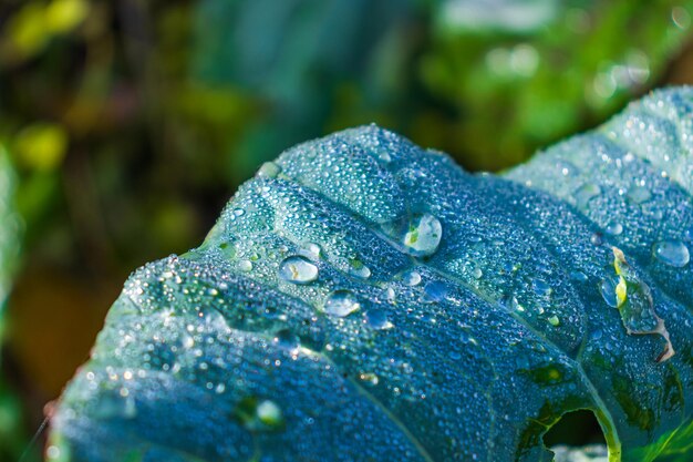 キャベツの葉は毛虫の害虫で覆われています