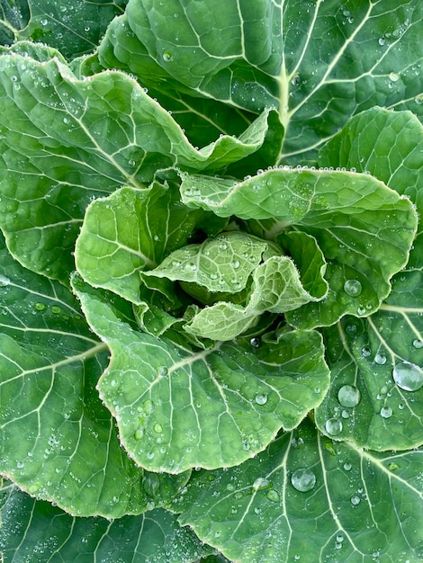 cabbage leaves close-up. green leaves with dew drops - macro. green background for banner.