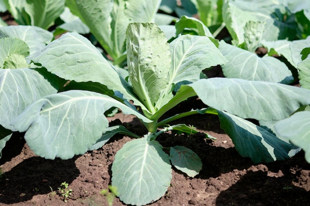 Cabbage leaves close up growing out of the ground