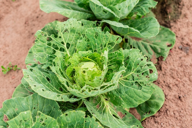 Le foglie di cavolo danneggiate dai parassiti dei bruchi da giardino