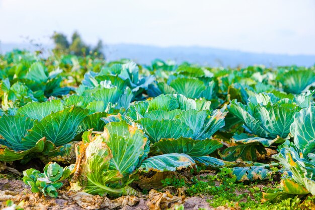 Cabbage orchards close up