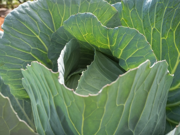 cabbage in organic farm 