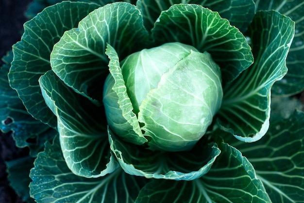 Cabbage organicxA