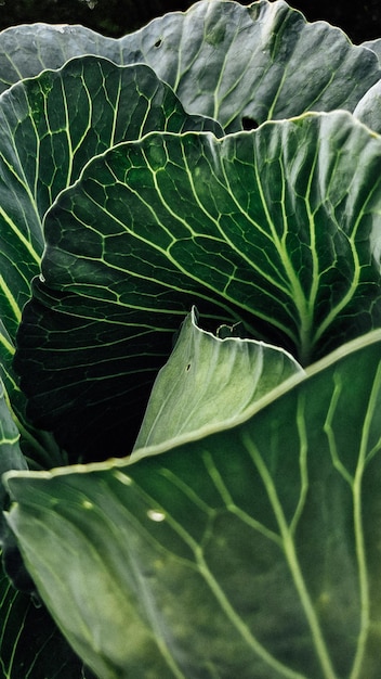 Photo cabbage photo