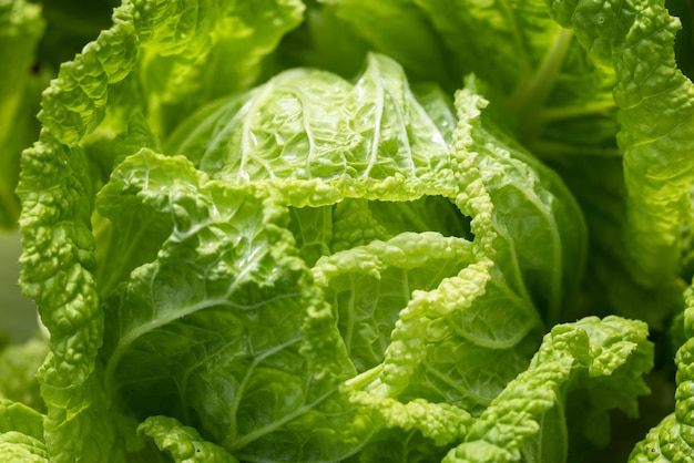 Cabbage plant growing in the vegetable garden bio farm Cabbage plant growing in glass greenhouse