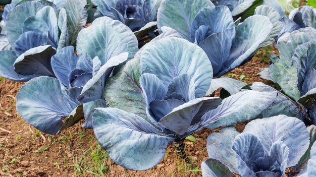 野菜畑のキャベツ植物。