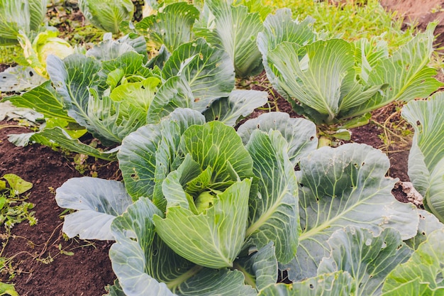 Cabbage plantation in the garden, on a sunny day.