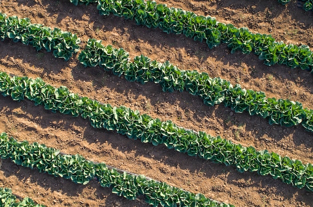 Cabbage plants in a farm field