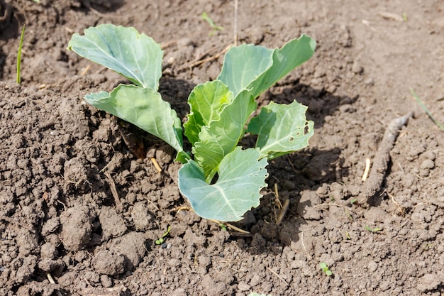 Cabbage seedling in a vegetable garden