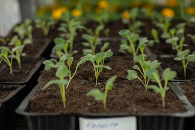 Cabbage seedlings on the background of green cabbage leaves