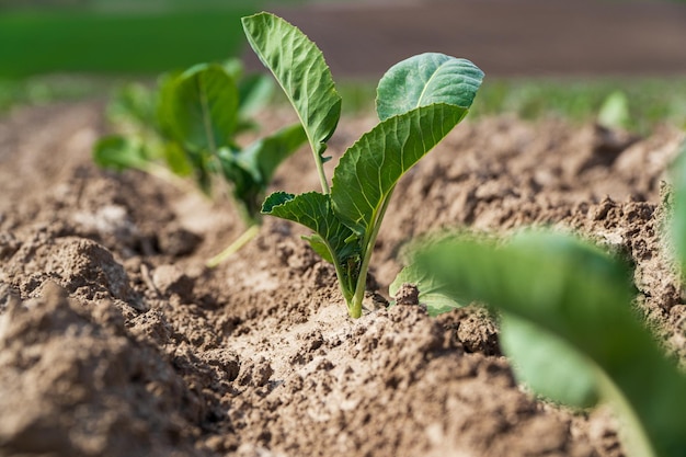 Cabbage sprout grow in soil Cabbage sprout close up