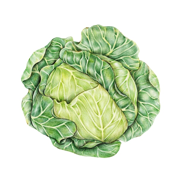 cabbage sticker png organic botanical illustration