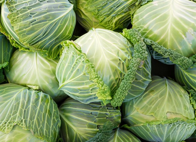 cabbage top view