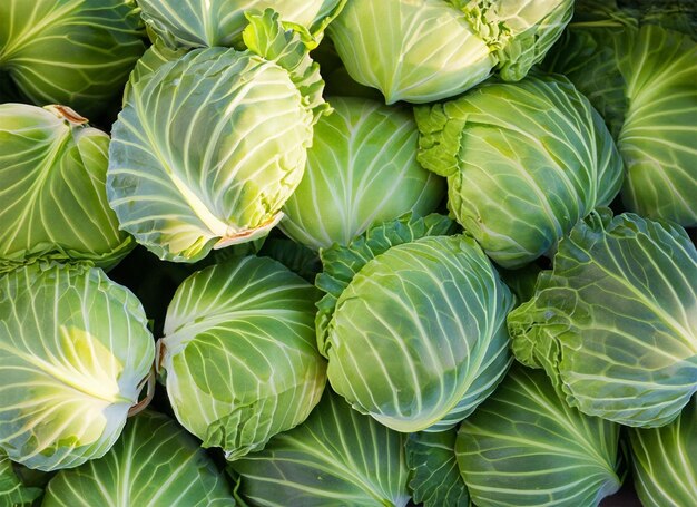 cabbage top view