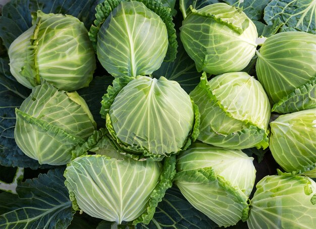 cabbage top view