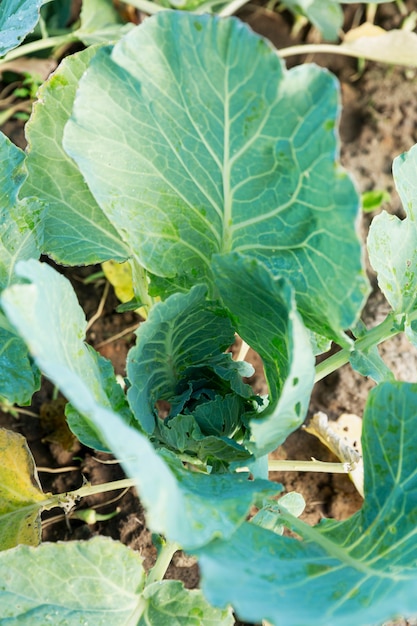 Cabbage tops in the garden. New harvest. Vitamins and healthy food. Vertical.