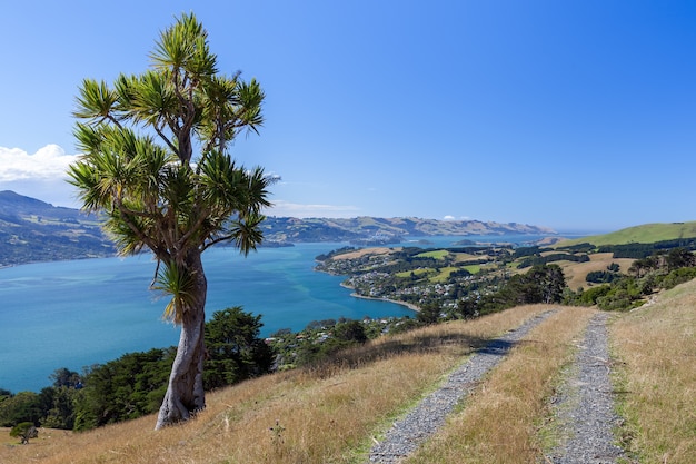 Cabbage tree (Cordyline australis) near Dunedin