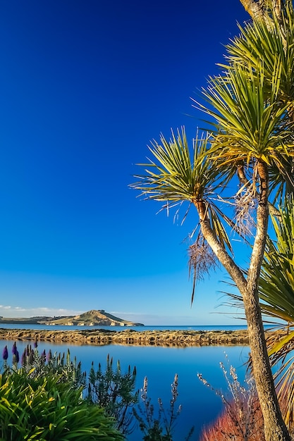 Cabbage tree growing above the beach