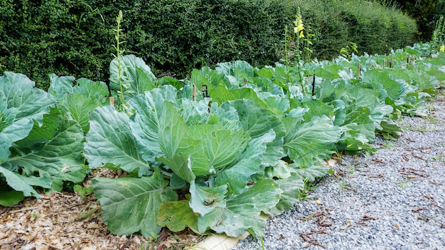 Cabbage in the vegetable garden.