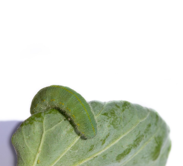 Photo cabbage white butterfly caterpillar on a leaf. pieris rapae