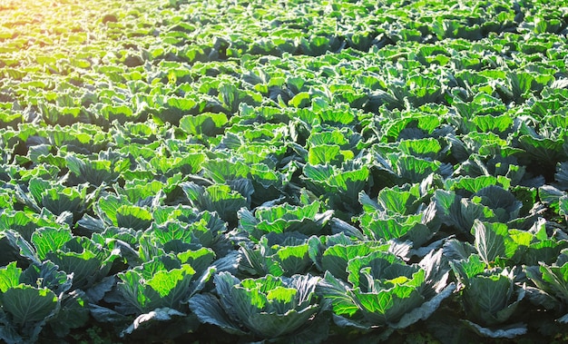 Cabbage with sunlight in the morning.