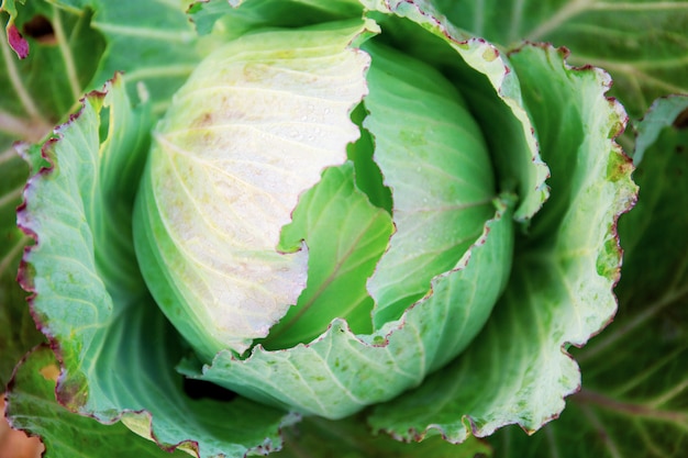 Photo cabbage with top view.