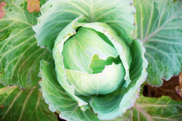 Cabbage with top view.