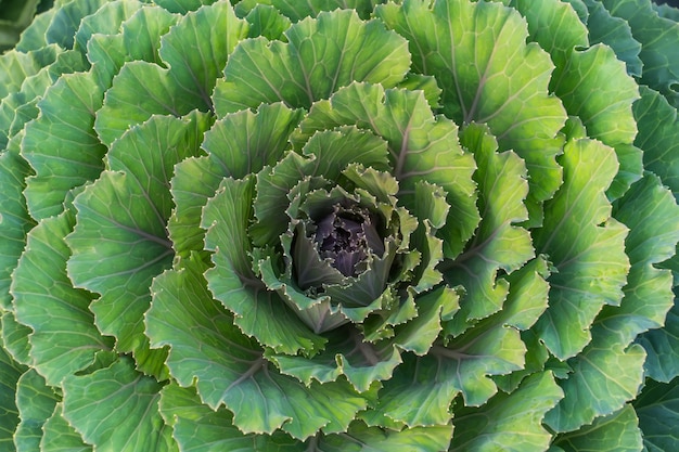 Cavolo con gocce d'acqua in giardino