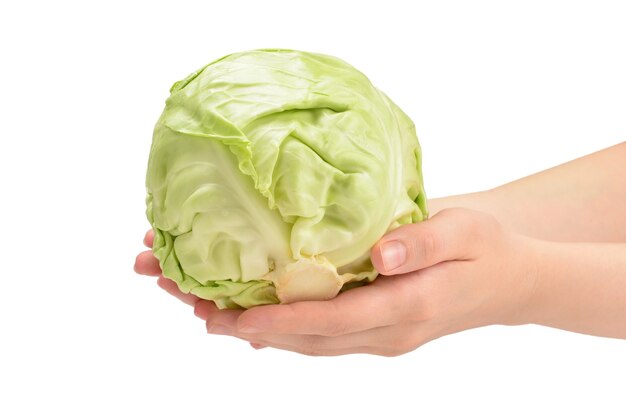 Cabbage in woman's hand isolated