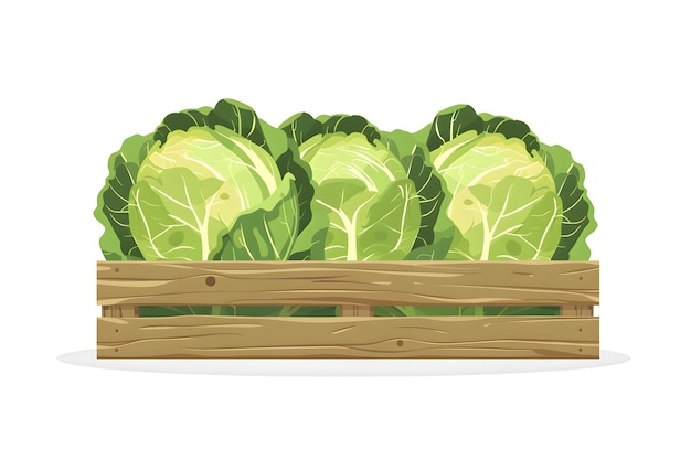 Photo cabbage in a wooden box in flat style isolated on white background organic product