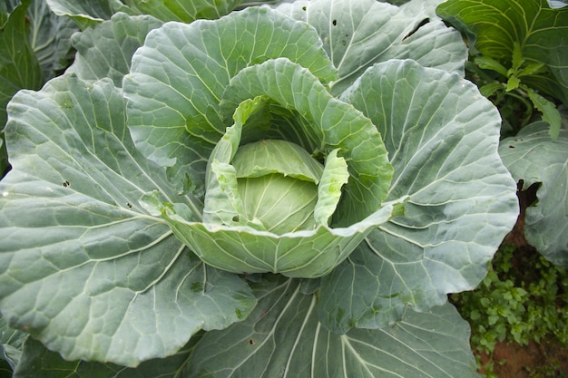 cabbage