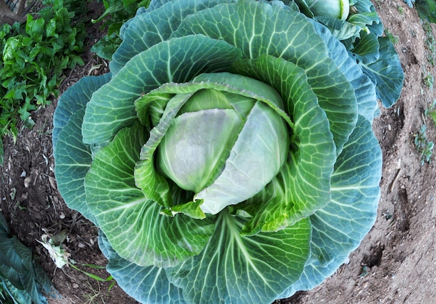 Cabbage