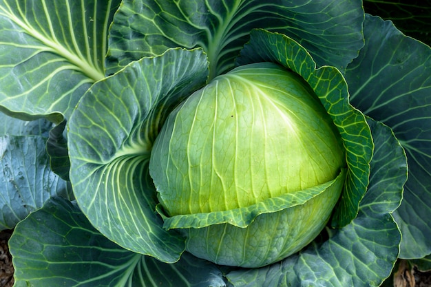 Cabbage