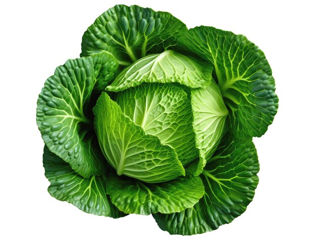 Cabbage