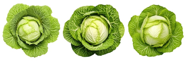 Cabbage