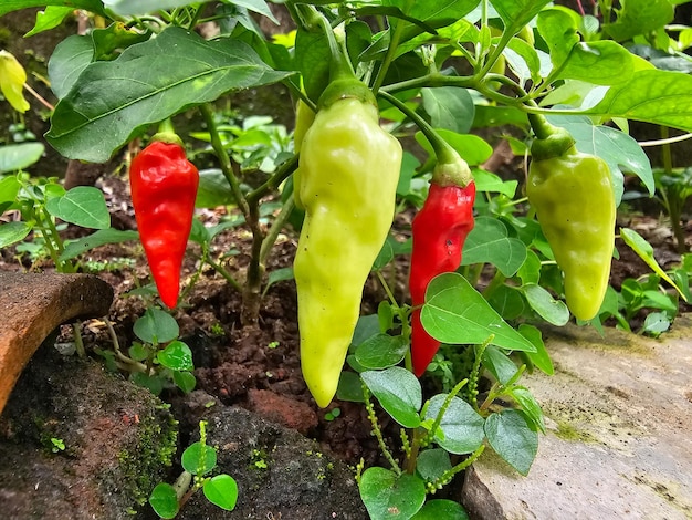 Cabe Cabai rawit atau Cengek Domba chilipepers Capsicum annuum en zeer kruidig