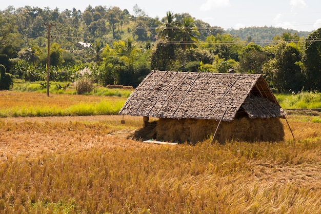 Cabin in rice fields farm