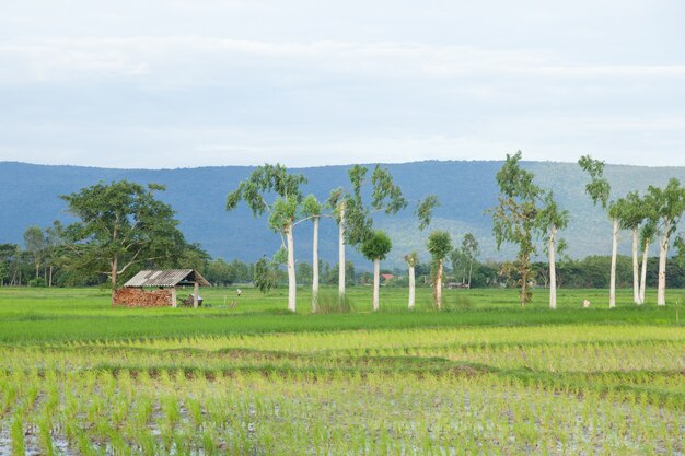 Photo cabin in the rice fields