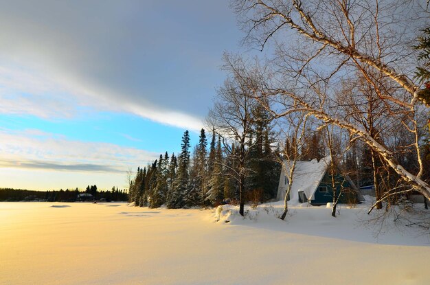 Cabin in a snowy forest