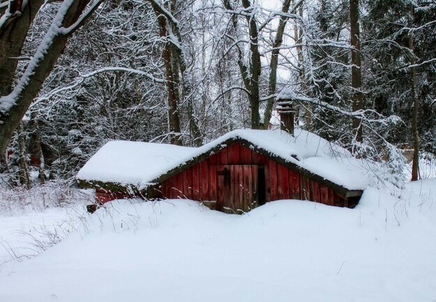 Photo cabin in a snowy forest