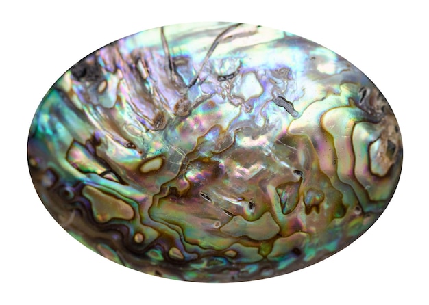 cabochon from natural haliotis shell isolated