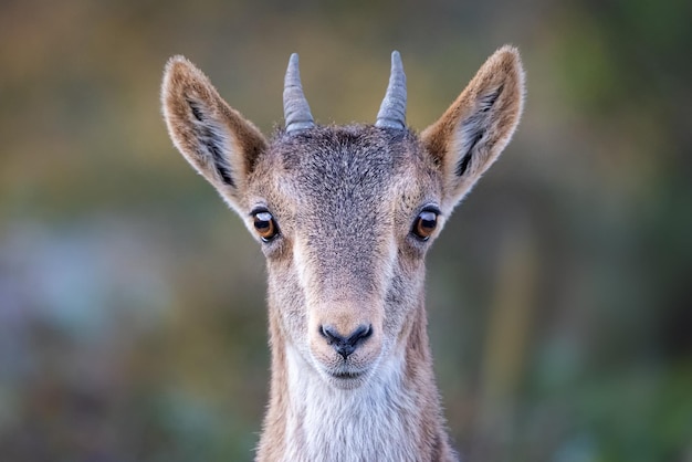 Foto cabra montes cabrito