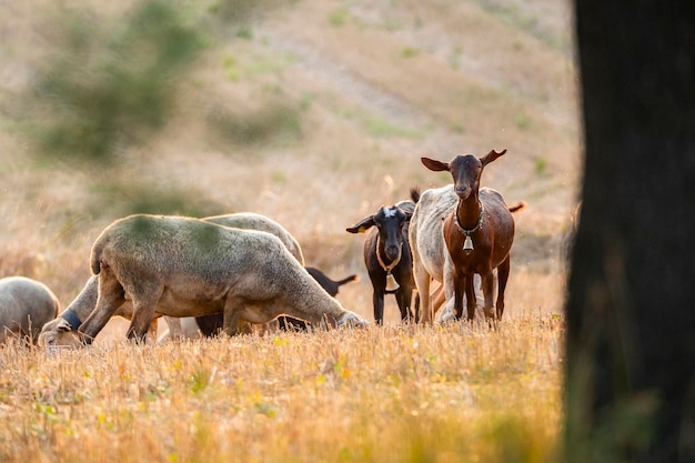 Photo cabras