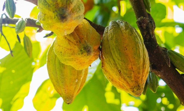 Cacao aan de boom in de tuin