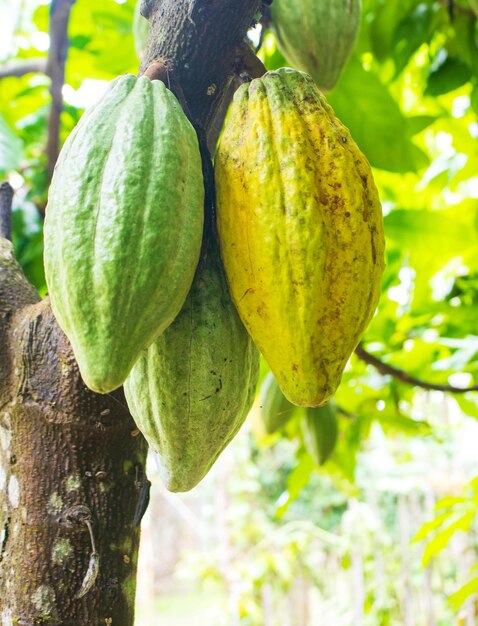 Cacao aan de boom in de tuin