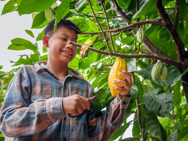 Cacao-boer gebruikt een snoei-schaar om de cacao-peulen of de vruchten van rijpe gele cacao van de cacaoboom te snijden