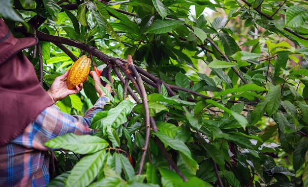 Foto cacao-boer gebruikt snoei-schaar om de cacao peulen of vruchten rijpe gele cacao van de cacao boom te snijden